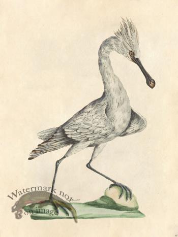 Regal Spoonbill - Tribute Bd 60 M